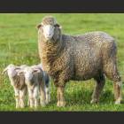 MERIN SHEEP FEMALE
