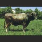 Brown Swiss