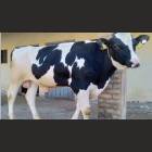 Holstein Friesian Cross