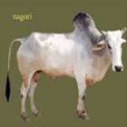 Nagori