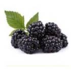 BLACKBERRY