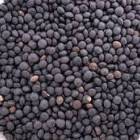 BLACK LENTIL