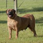 Boerboel Female