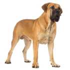 Boerboel Male