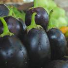BRINJAL - BLACK