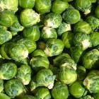 BRUSSELS SPROUTS