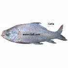 Catla