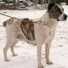 Centrail Asian Shepherd