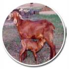 CHENNAI RED SHEEP FEMALE