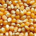 Maize