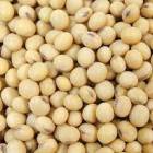 Soyabean