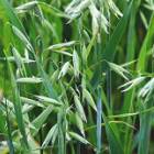 Oats