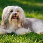 Havanese Female