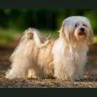 Havanese Male