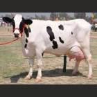 HOLSTEIN FRIESIAN CROSS FEMALE