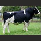 HF (HOLSTEIN FRESIAN) MALE