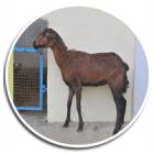 KEEZHAKARAISAL SHEEP FEMALE