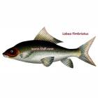 Labeo Fimbriatus