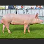 LARGE WHITE YORKSHIRE