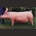 LARGE WHITE YORKSHIRE FEMALE