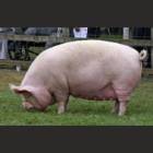 MIDDLE WHITE YORKSHIR FEMALE