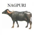NAGPURI FEMALE