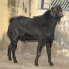 Rohilkhandi Male