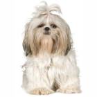 Shihtzu Female