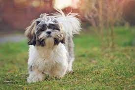 Shihtzu Male