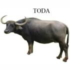 TODA FEMALE