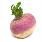 TURNIP