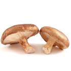 MUSHROOM SHIITAKE