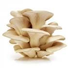 OYSTER MUSHROOM