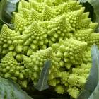 ROMANEQUE CAULIFLOWER