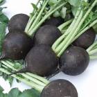 ROUND BLACK RADISH