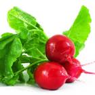 ROUND RED RADISH