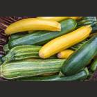ZUCCHINI